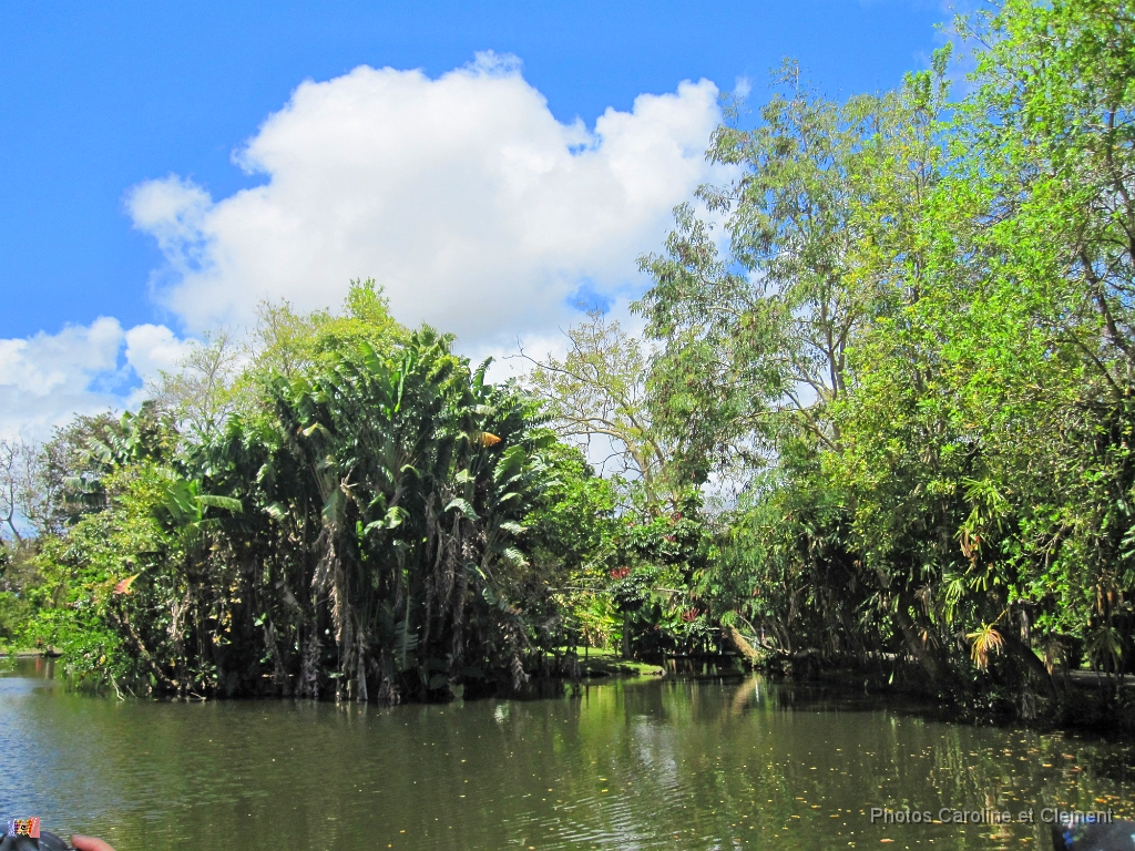 Ile Maurice Novembre 2016 49.JPG - Ile Maurice - Novembre 2016.                               
